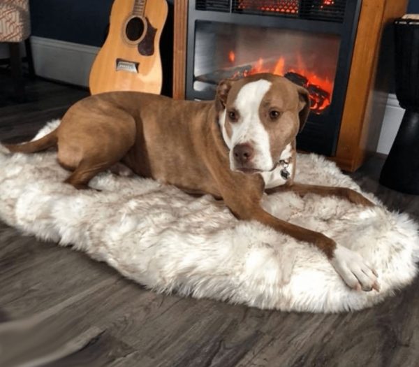 Fluffy Plush Dog Rest Mat - Image 5