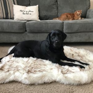 Fluffy Plush Dog Rest Mat
